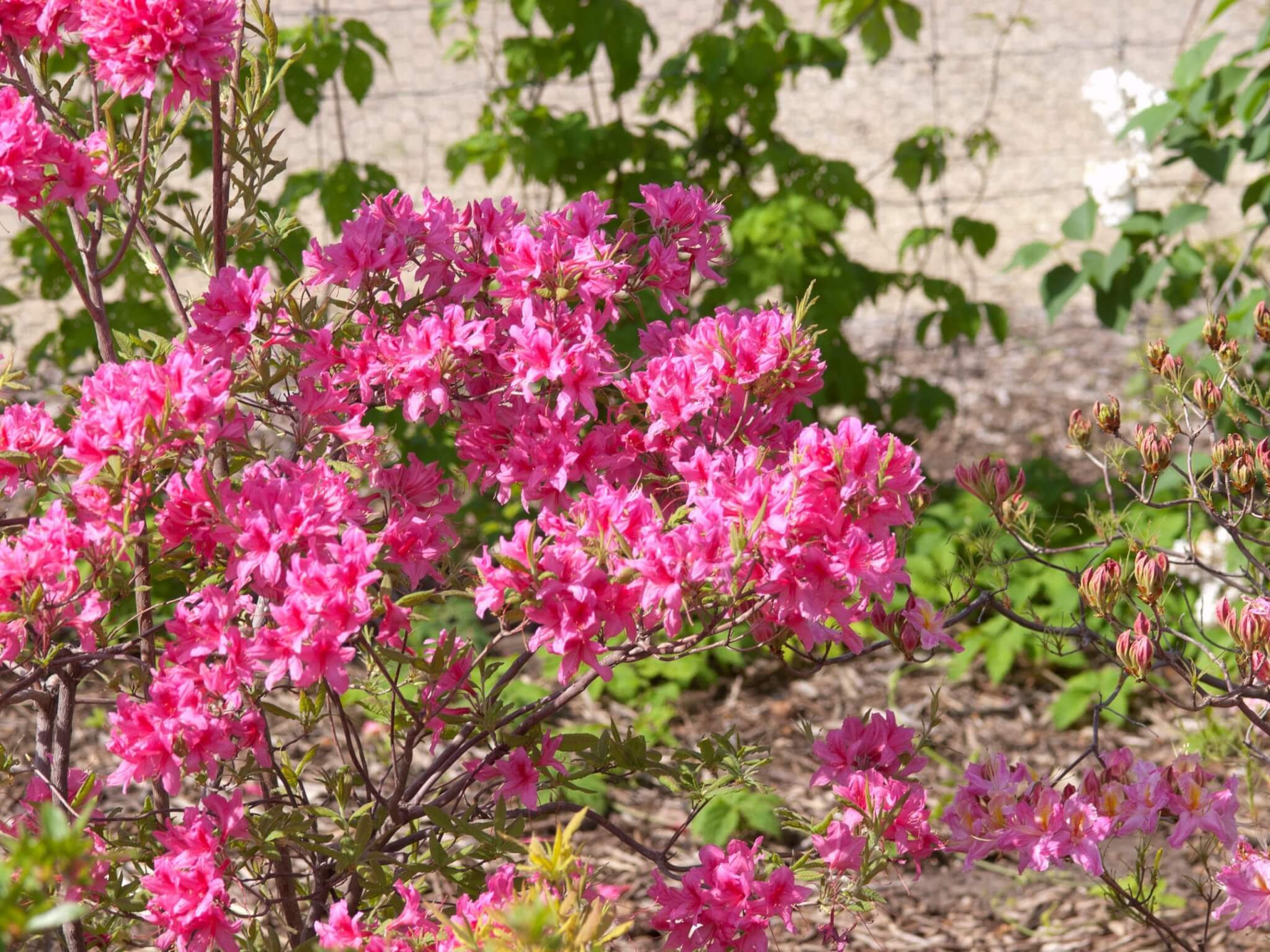 Azalea, Rosy Lights