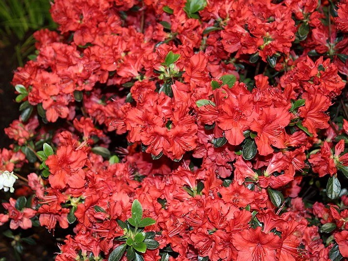 Azalea, Stewartstonian