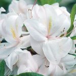 Azalea, White Lights