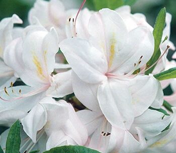 Azalea, White Lights