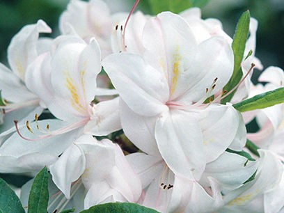 Azalea, White Lights