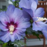 Althea, Blue Satin