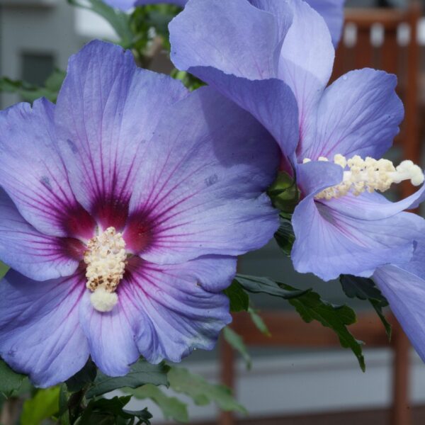 Althea, Blue Satin