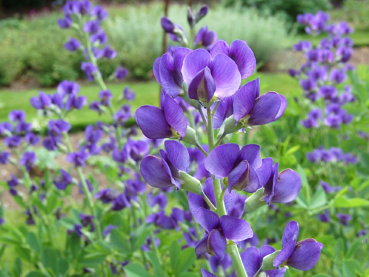 Image of Baptisia australis (Blue false indigo) plant