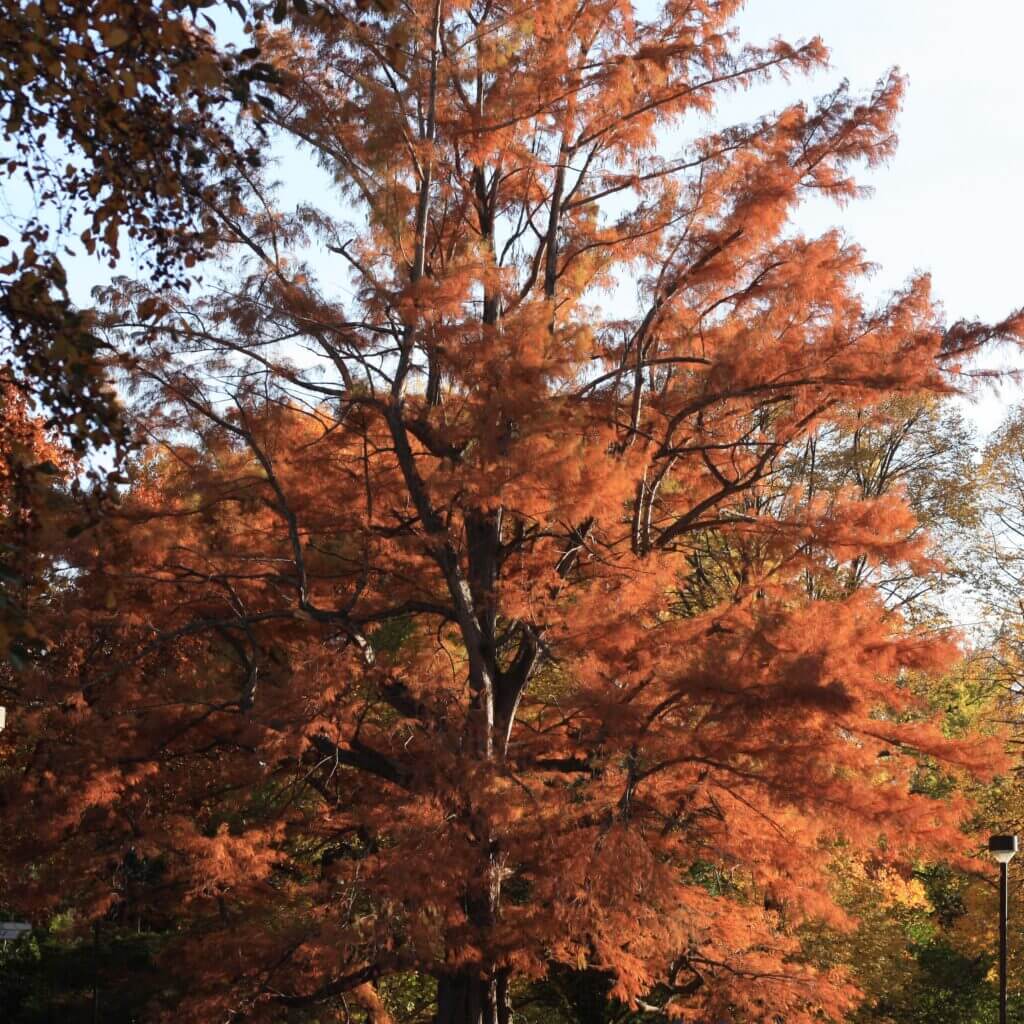 Baldcypress