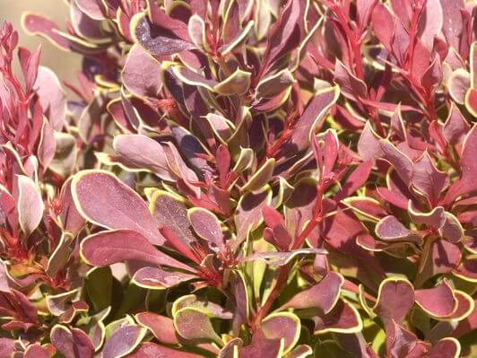 Barberry, Golden Ruby