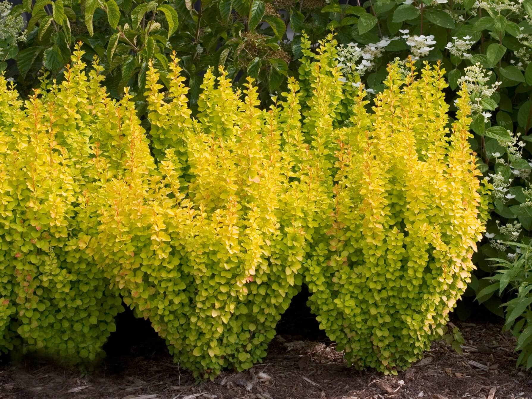 Barberry, Sunjoy Gold Pillar