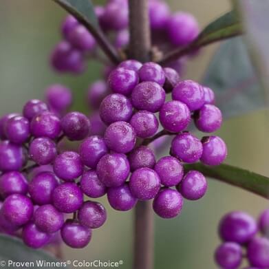Beautyberry, Purple Pearls