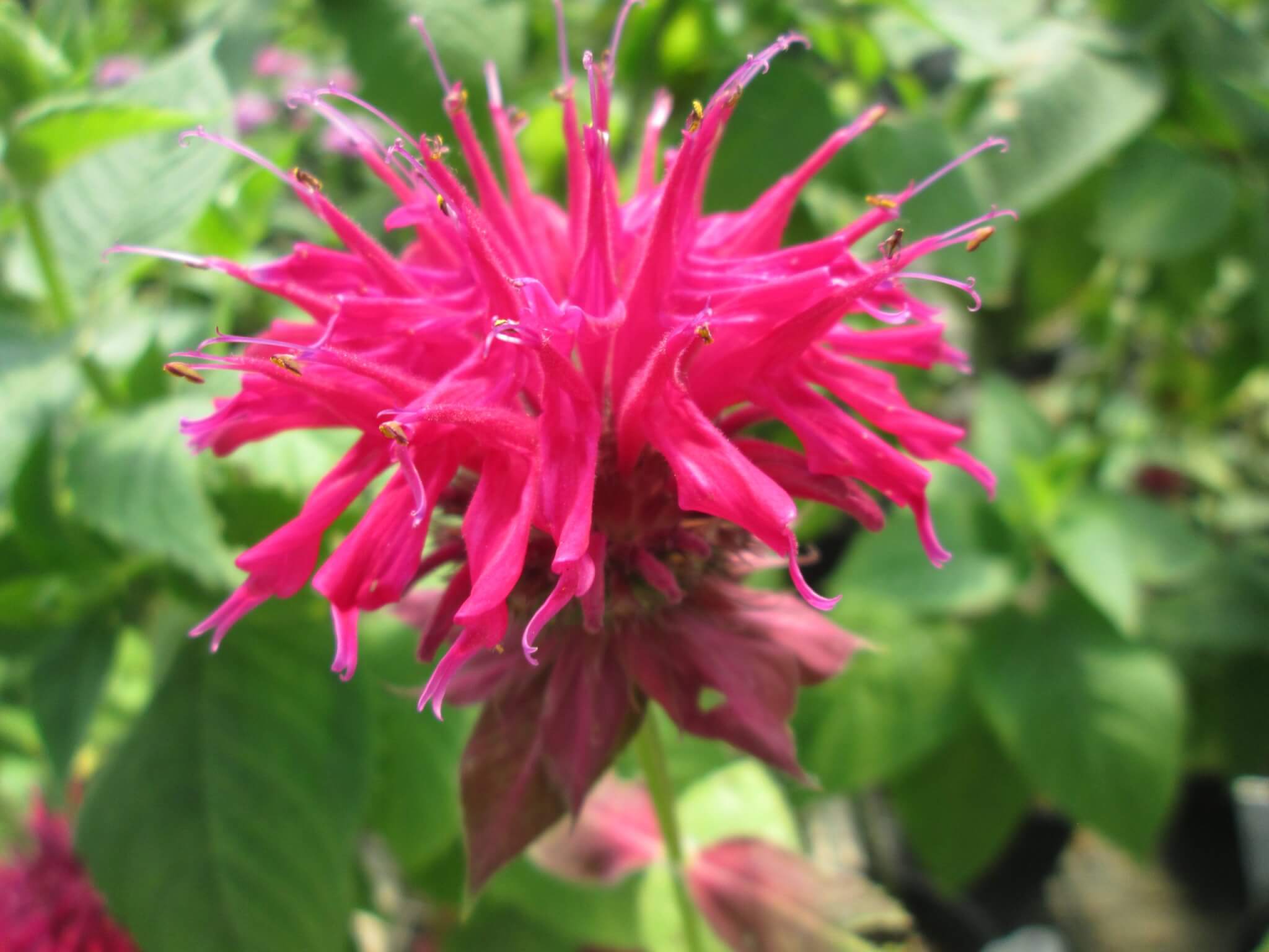 Beebalm, Raspberry Wine