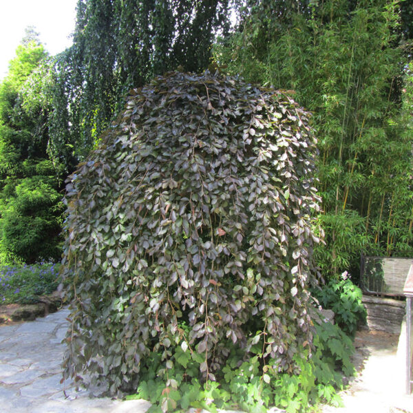Beech, Purpleleaf Weeping