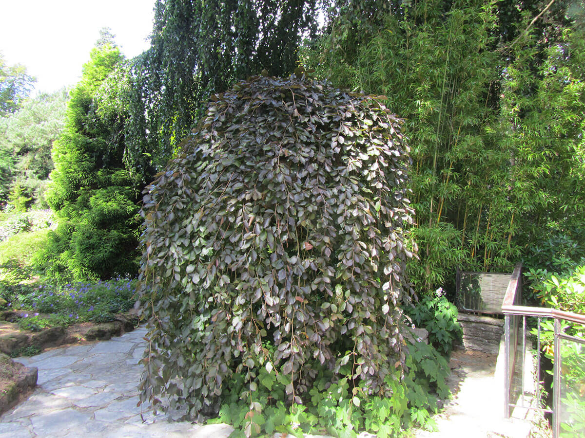 Beech, Purpleleaf Weeping