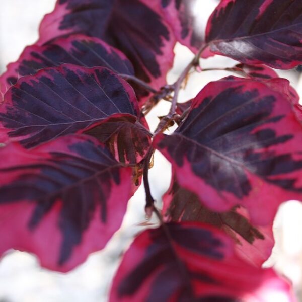 Beech, Tricolor