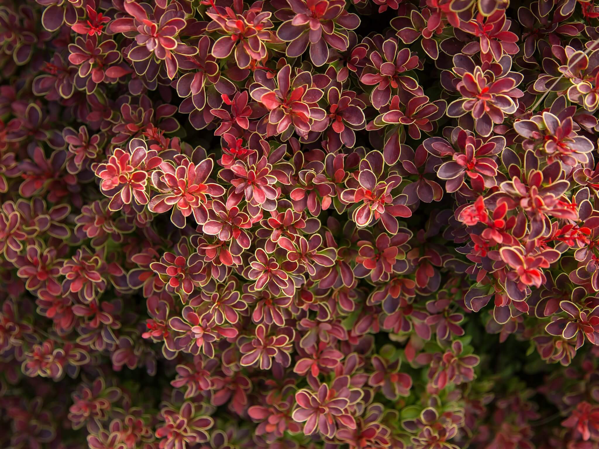 Barberry, Admiration