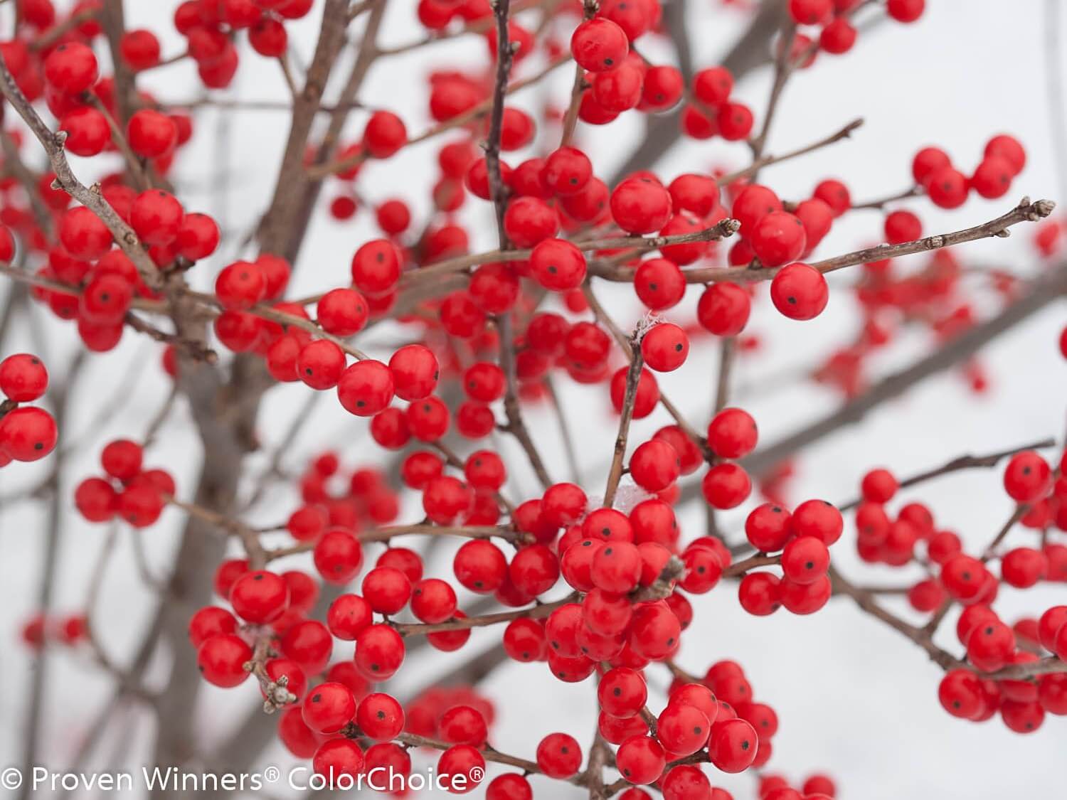 Holly, Winterberry Berry Poppins