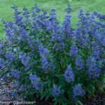 Blue Mist Shrub, Beyond Midnight