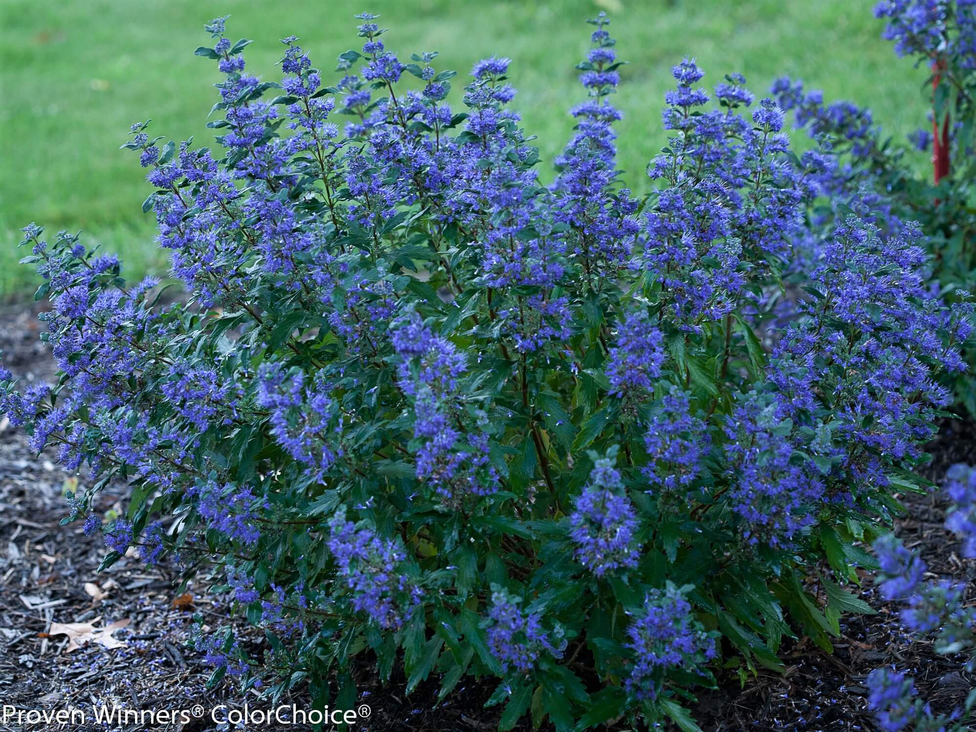 Blue Mist Shrub, Beyond Midnight