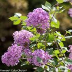 Lilac, Hybrid Bloomerang