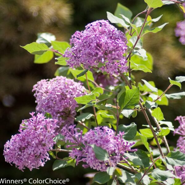 Lilac, Hybrid Bloomerang
