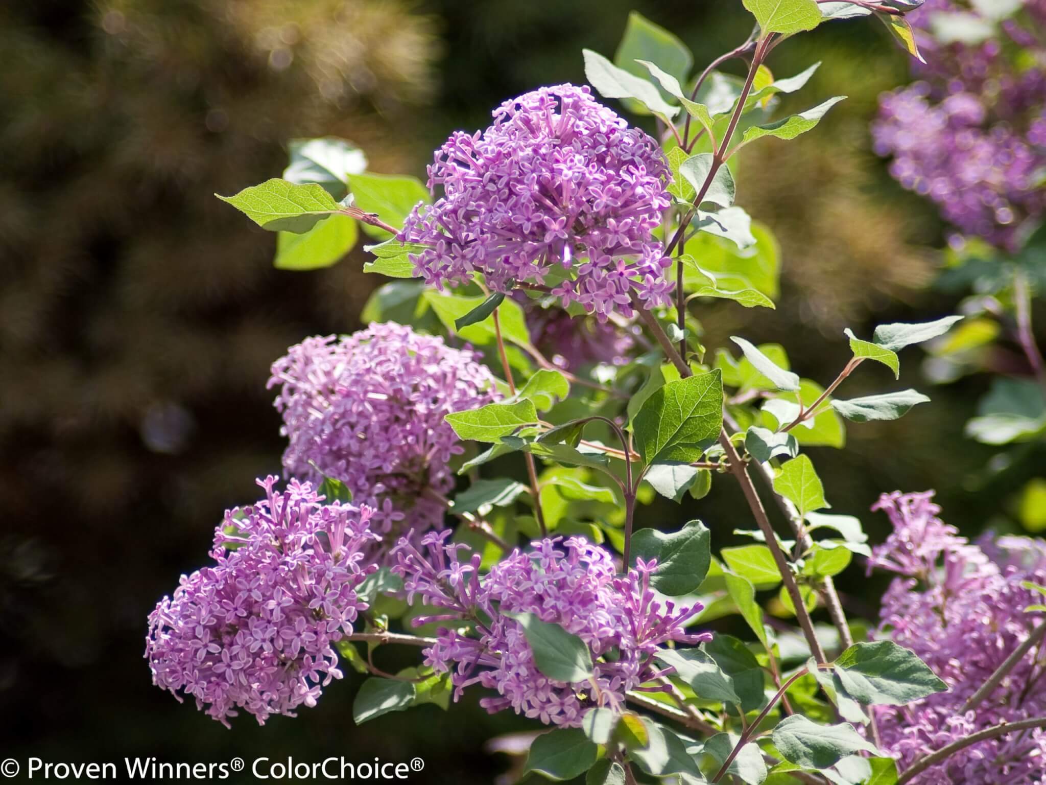 Lilac, Hybrid Bloomerang