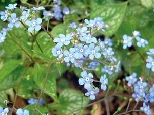 Brunnera, Jack Frost