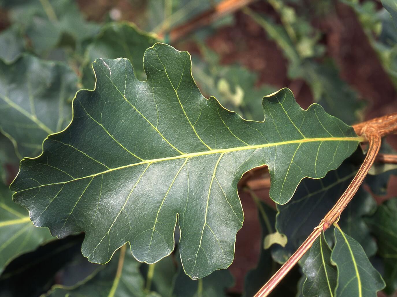Oak, Bur