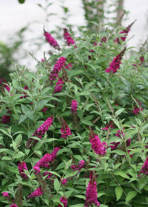 Butterflybush, Miss Molly