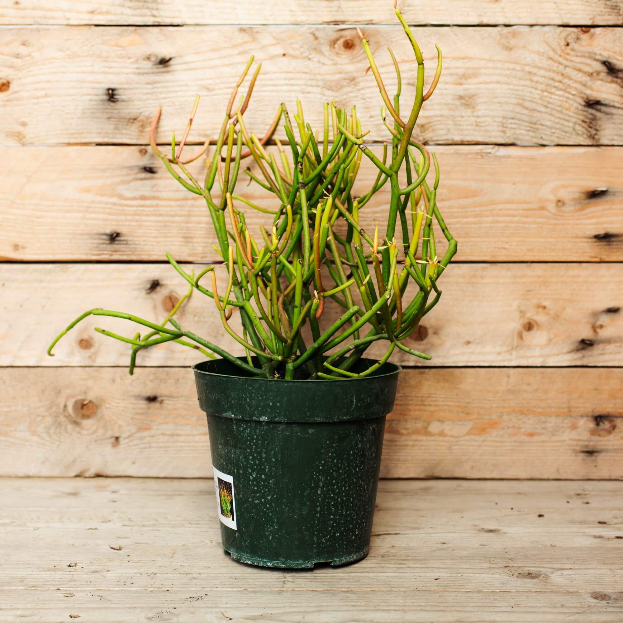 Euphorbia, Firesticks