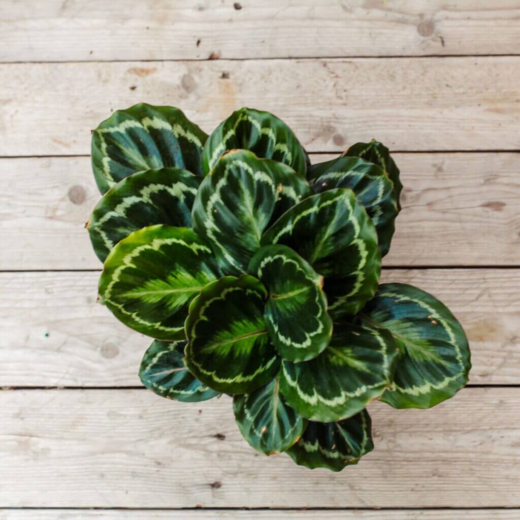 Calathea, Medallion