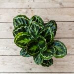 Calathea, Medallion
