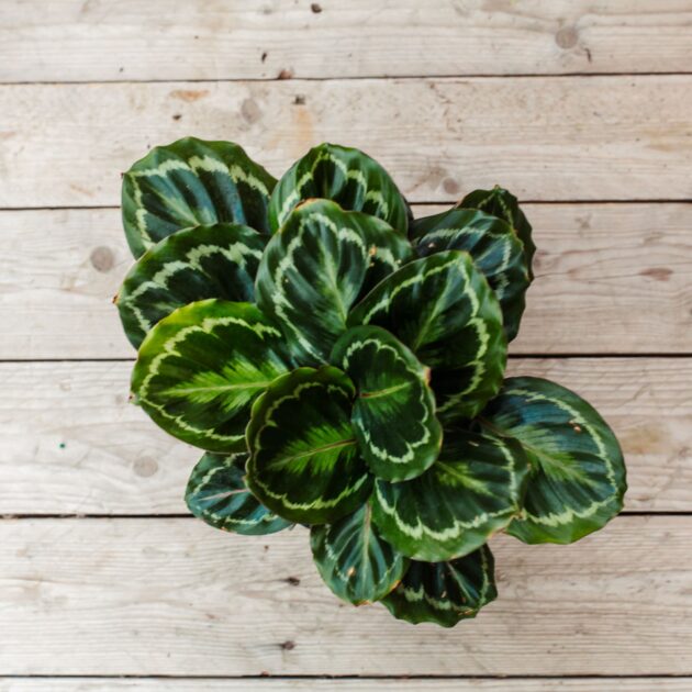 Calathea, Medallion