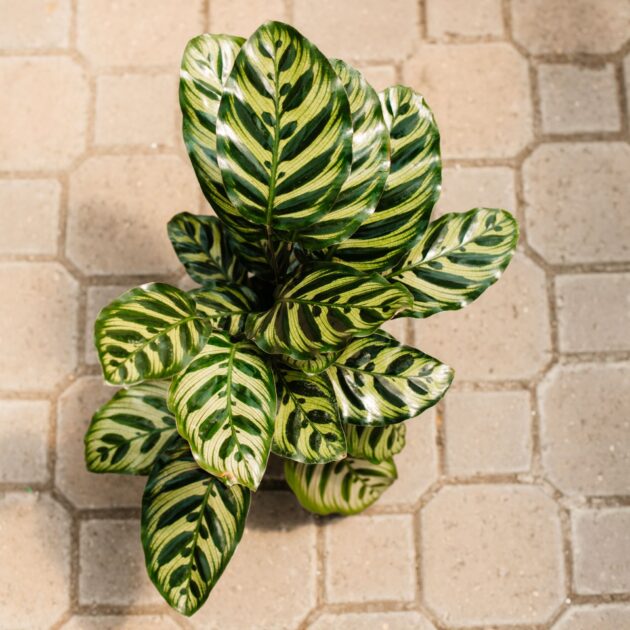Calathea, Peacock - Image 2