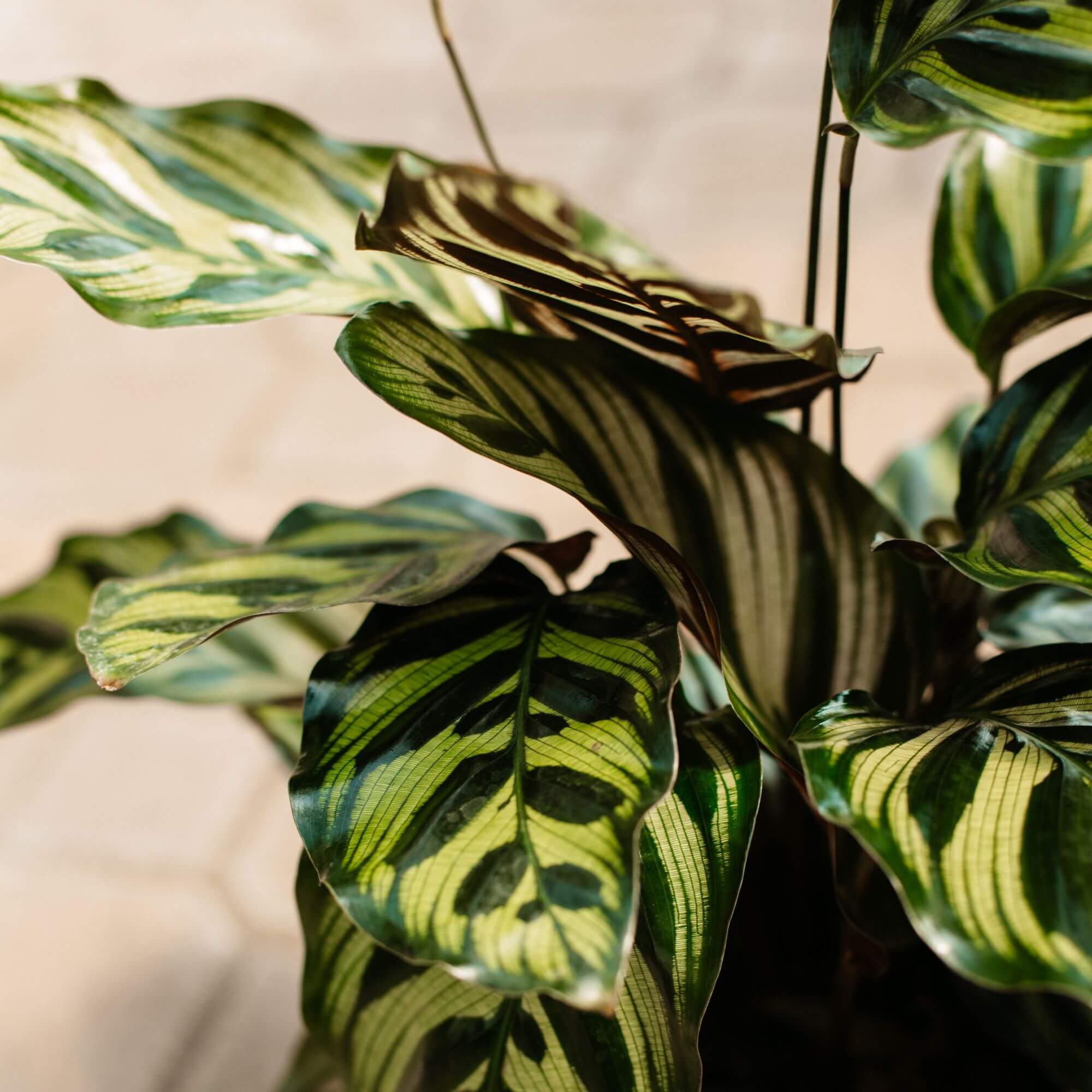 Calathea, Peacock