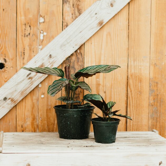 Calathea, Pinstripe - Image 2