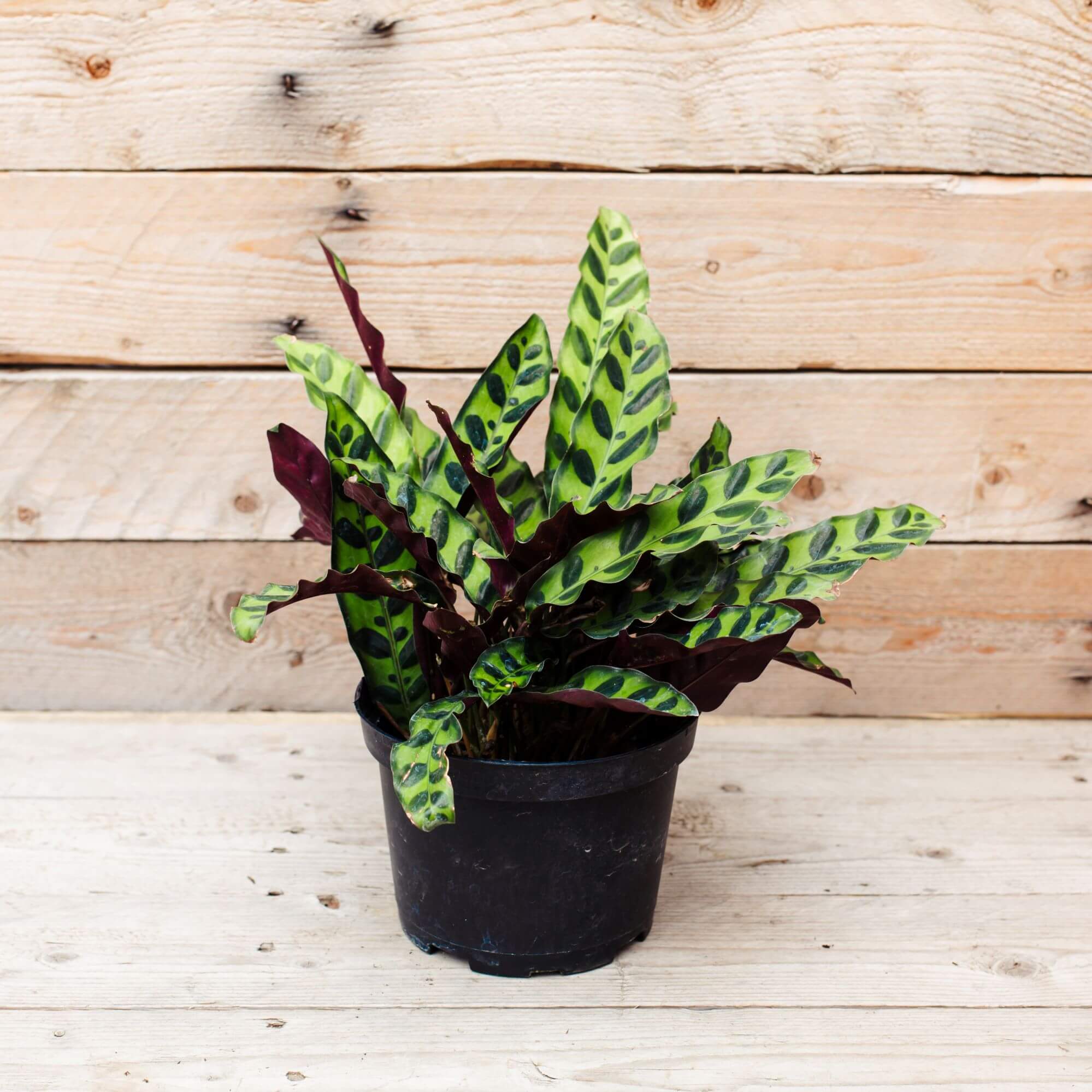 Calathea, Rattlesnake