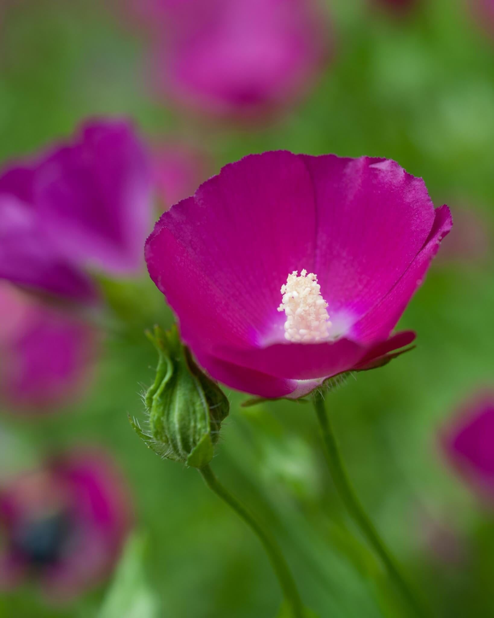 Poppy Mallow, Purple