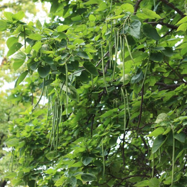 Catalpa, Northern