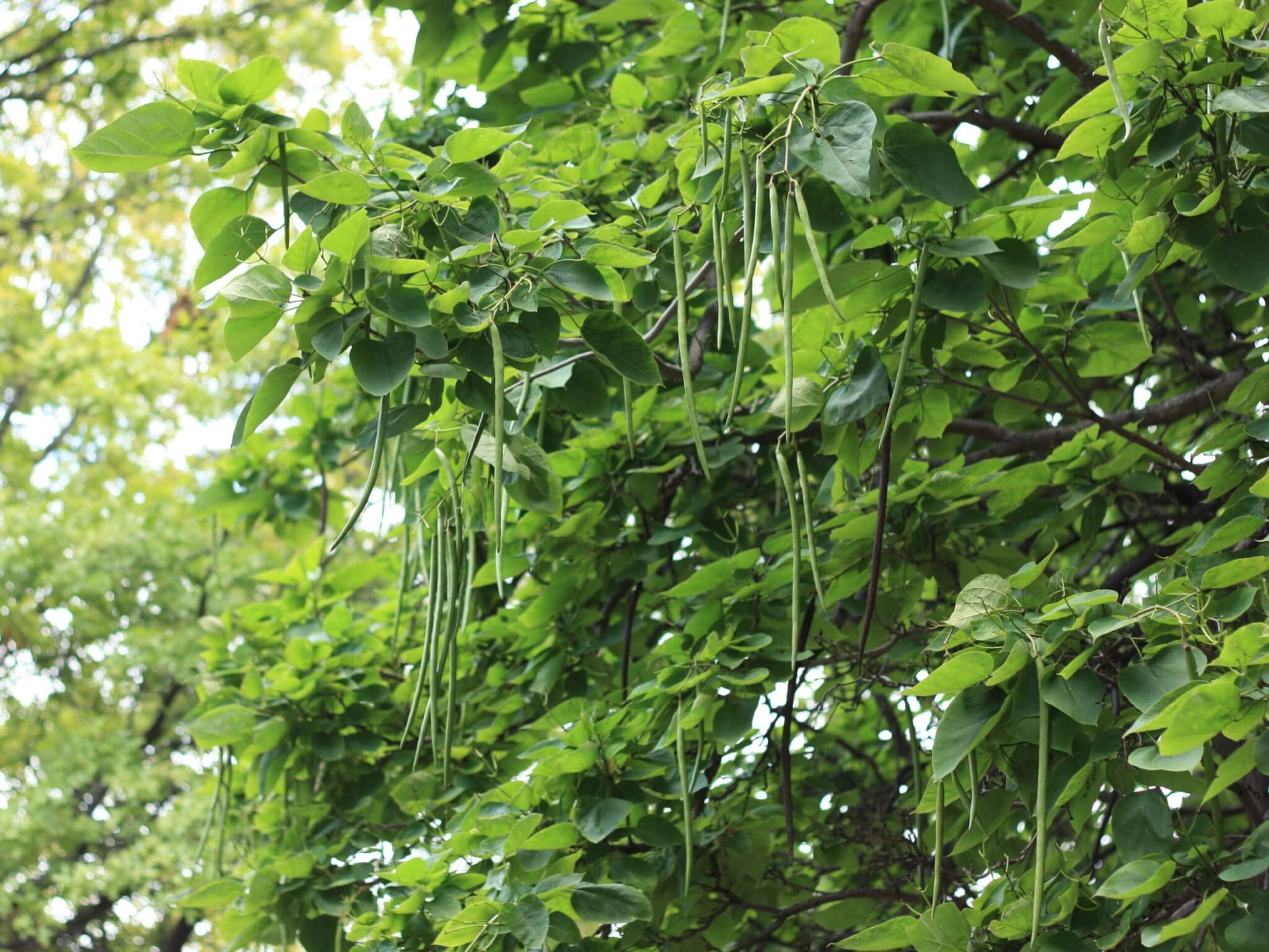 Catalpa, Northern