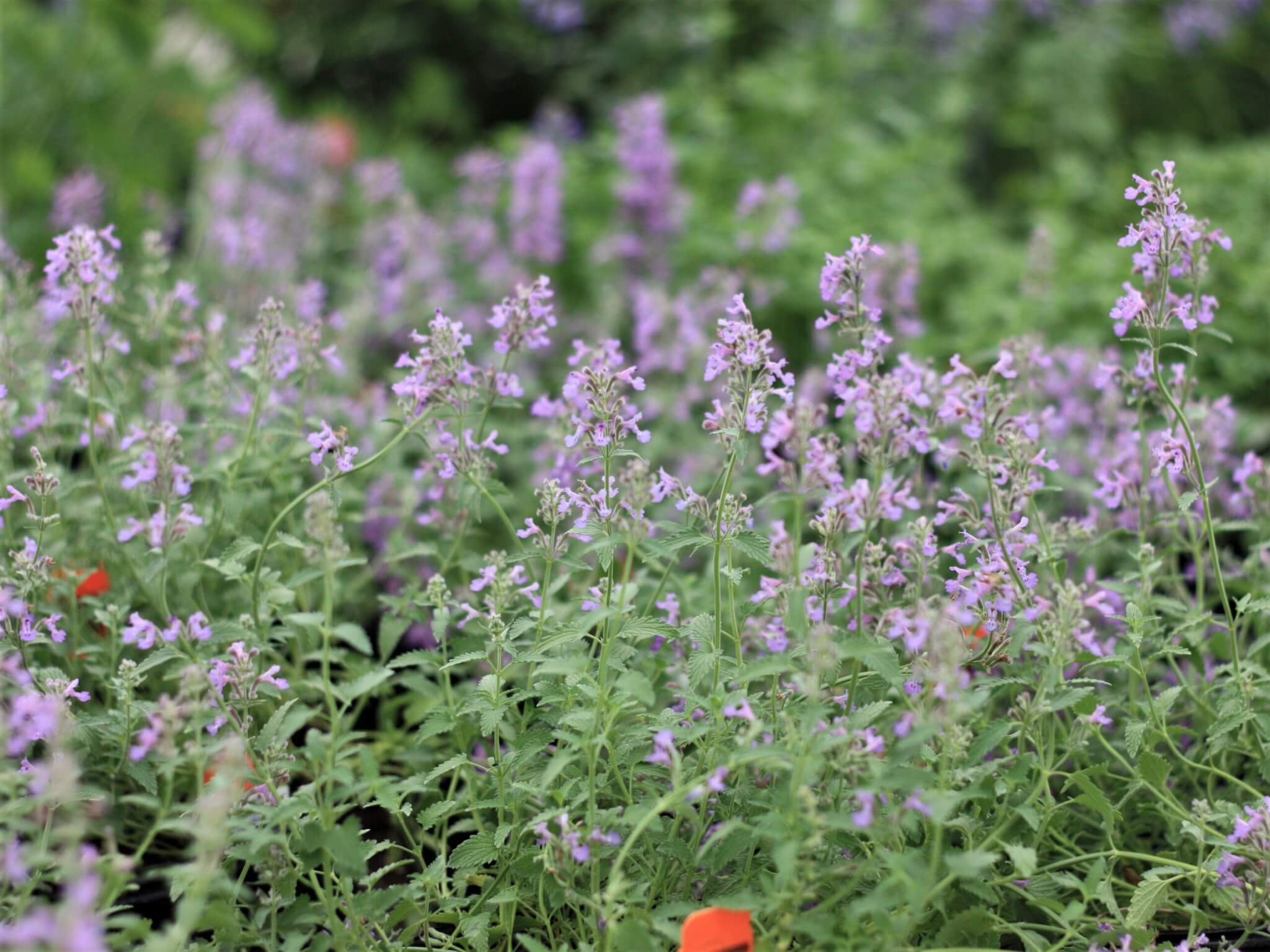 Catmint, Little Trudy