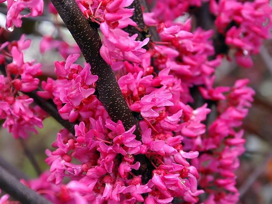 Redbud, Appalachian Red