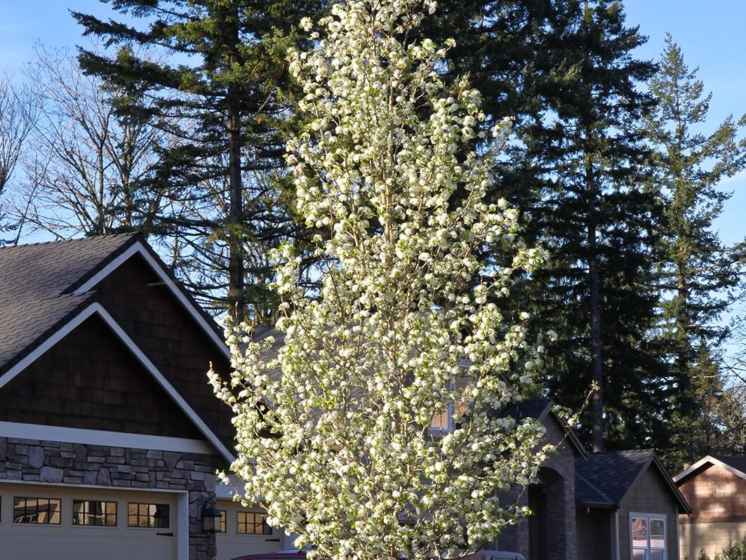 Ornamental Pear, Chanticleer