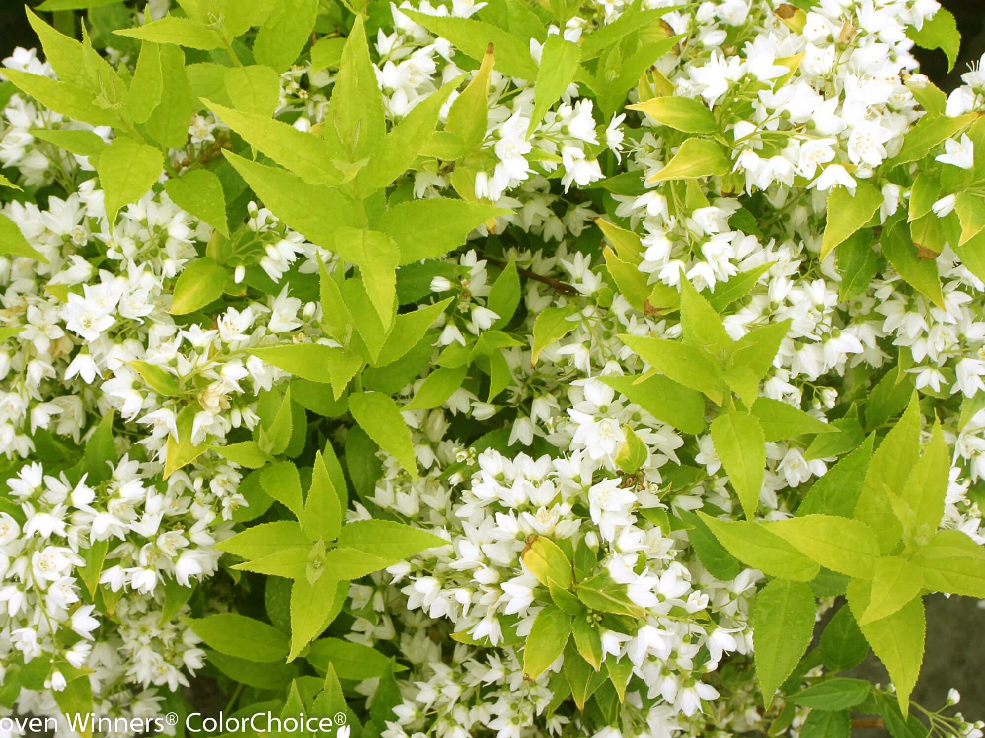 Deutzia, Chardonnay Pearls