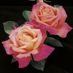 Hybrid Tea Rose, Chicago Peace