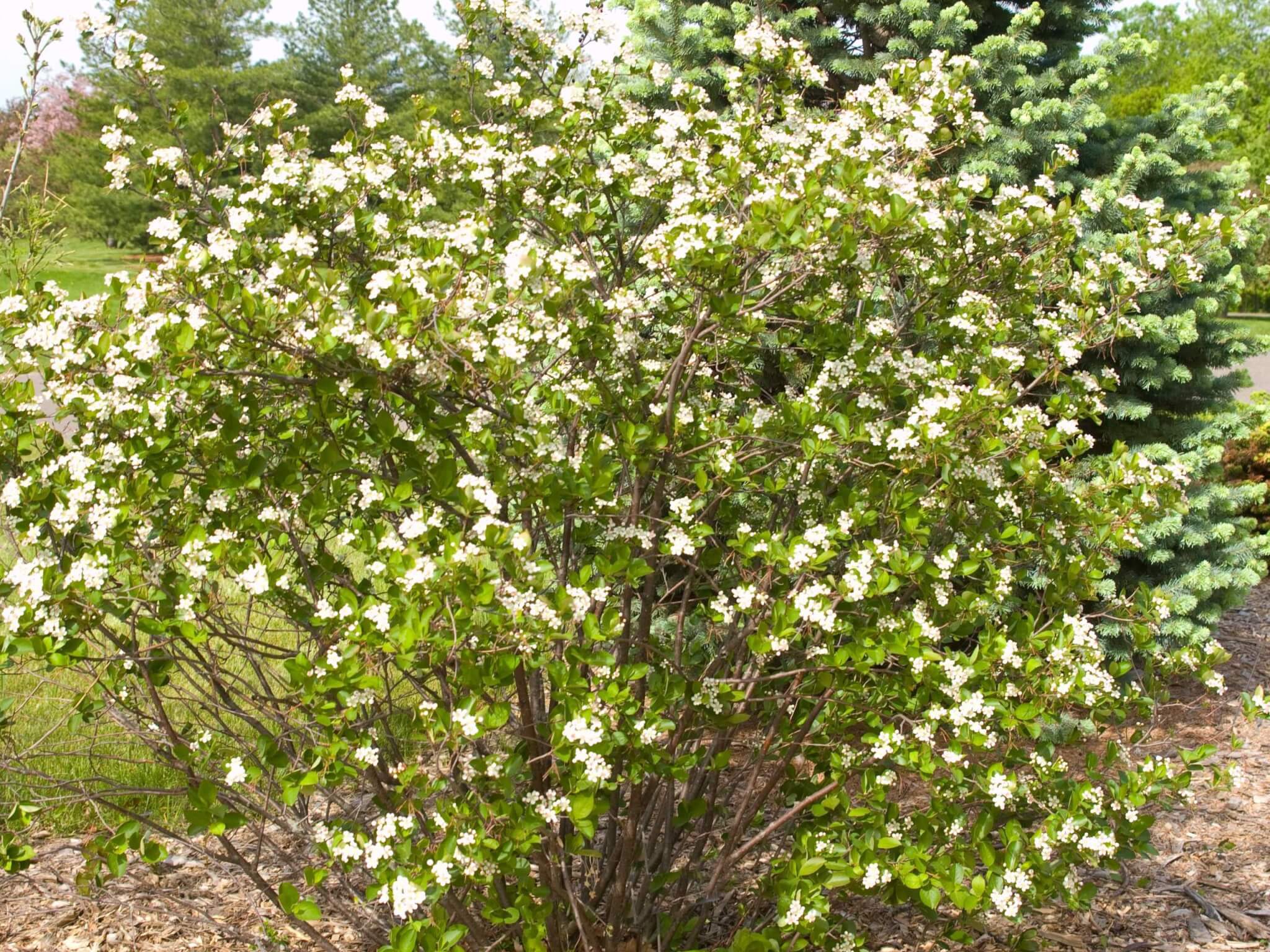 Chokeberry, Autumn Magic