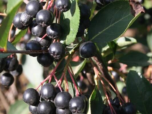 Chokeberry, Glossy Black