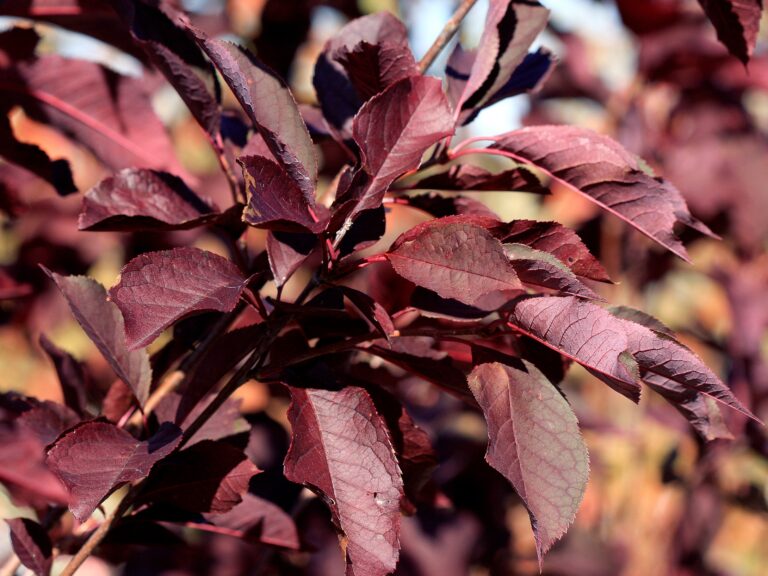 Chokecherry, Canada Red Campbells Nursery