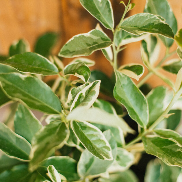 Citrus, Variegated Pink Lemon - Image 2