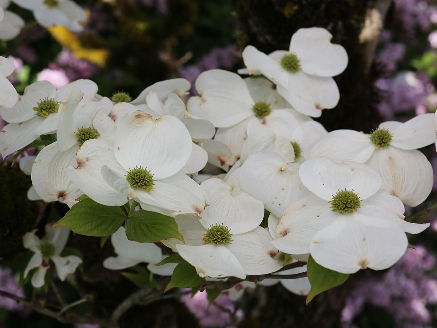 Dogwood, Flowering Cloud 9