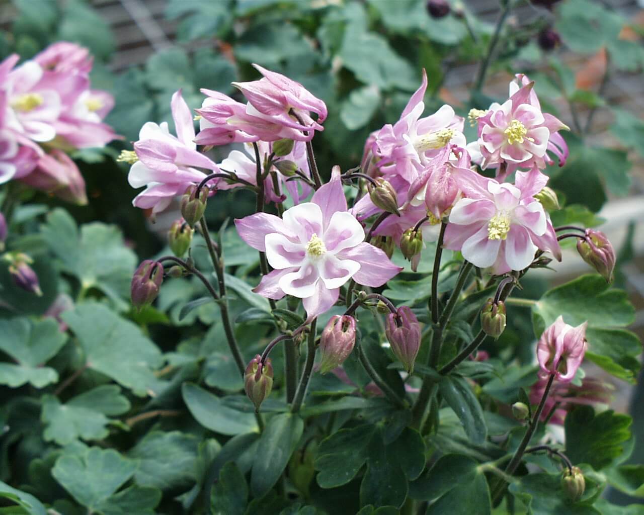 Columbine, Biedermeier