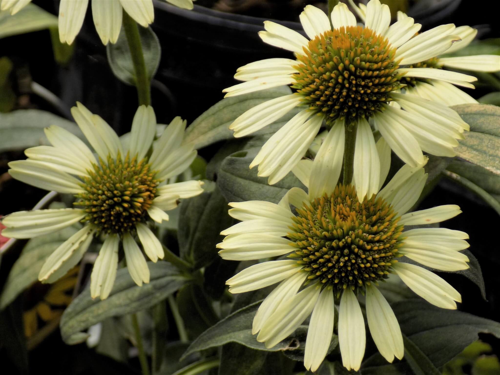 Coneflower, Cygnet White