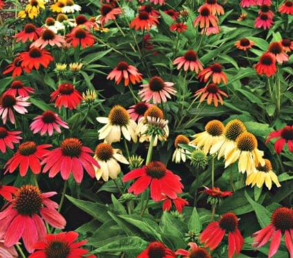 Coneflower, Cheyenne Spirit